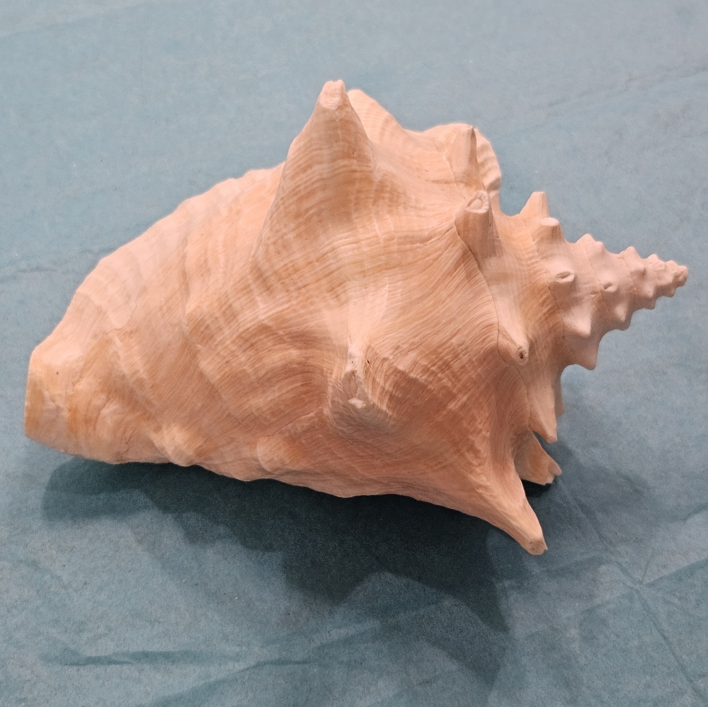 Pink Conch Shell - Med/Lg - Picture 2 of 4